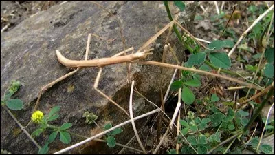 Quel est le nom de cet animal ?