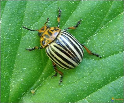 Quel est le nom de cet animal ?