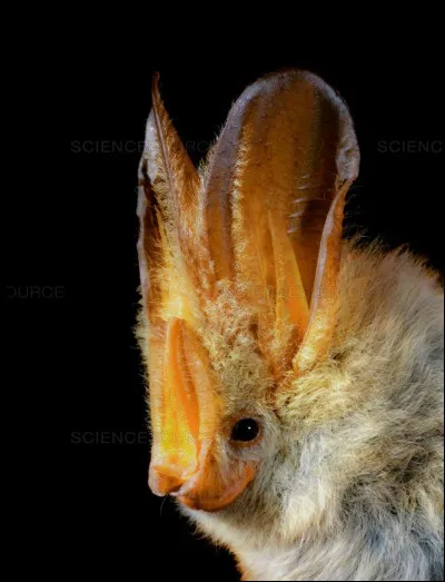 Quel est le nom de cet animal ?