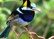Quiz 15 mots commenant par O comme Oiseaux
