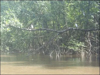 Etude de l'oreille et de ses maladies !
