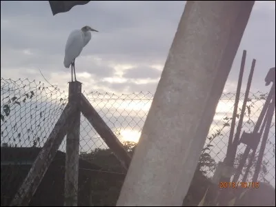 Oiseau échassier, habitant des grandes plaines, réputé pour la saveur de sa chair !