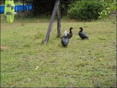 Société chorale, en général masculine !