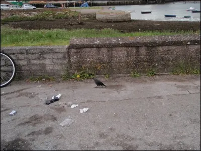 Champignon savoureux, de la famille des amanites !