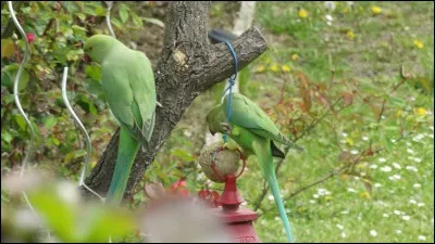 Arachnide appelé populairement "faucheur" ou "faucheux" !