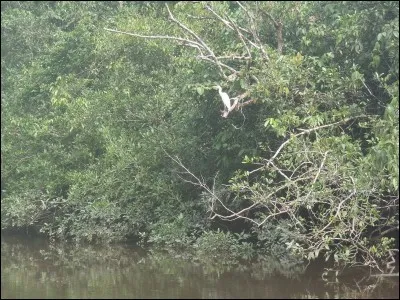 Cousine de l'étoile de mer, aux bras longs et fins !
