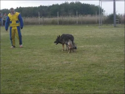 Pour cet exercice le chien doit obligatoirement :