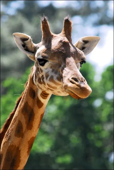 Aimes-tu les girafes ?