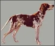 Quelle est cette race de chiens ?