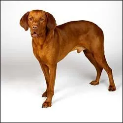 Quelle est cette race de chiens ?