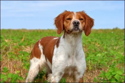 Quelle est cette race de chien ?