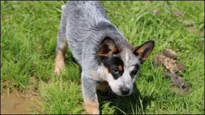 Quelle est cette race de chien ?