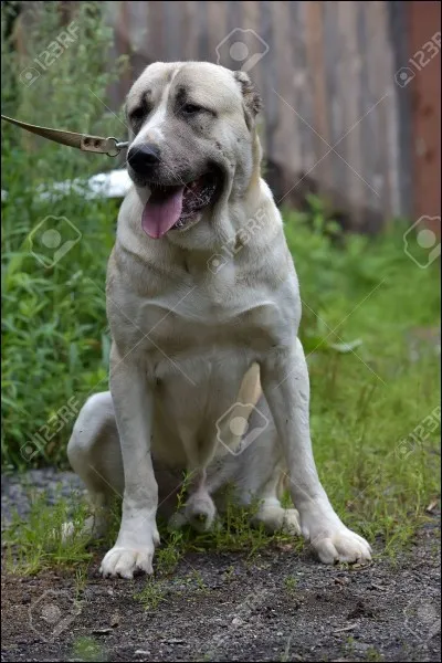 Quelle est cette race de chien ?