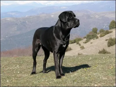 Quelle est cette race de chien ?