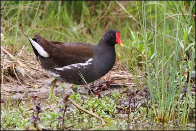 L'oie, le canard et la poule d'eau font partie de la famille des anatidés !