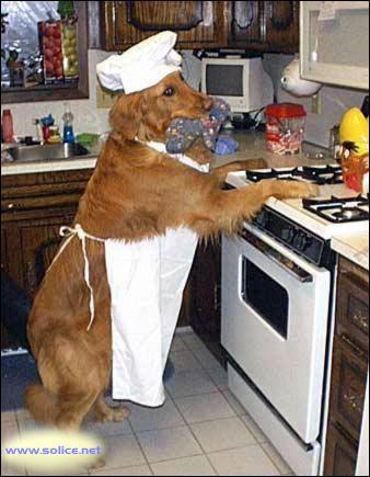 Ce chien pour faire la cuisine, porte un tablier de couleur :