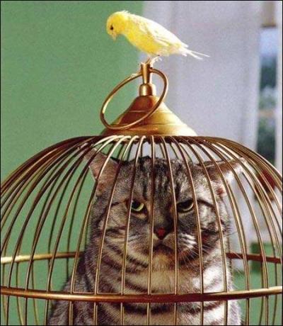 Quel animal est dedans la cage ?