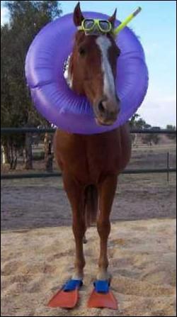 Quel animal va  la plage pour se baigner ?