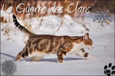 Télécharges-tu des images de ''La Guerre des clans'' ?