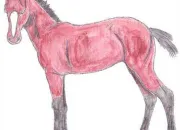 Quiz Galop 1