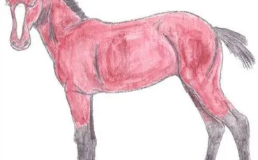 Quiz Galop 1