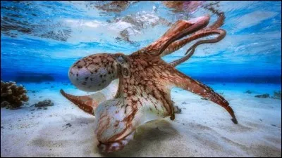 À quelle classe appartiennent les poulpes ?