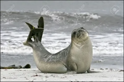 Combien pèse environ la tête d'un éléphant de mer ?