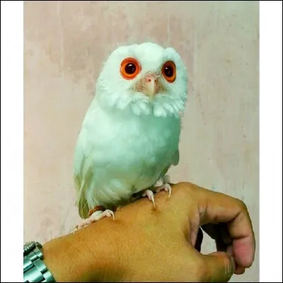 De quelle couleur est Hedwige ?(dans les films)