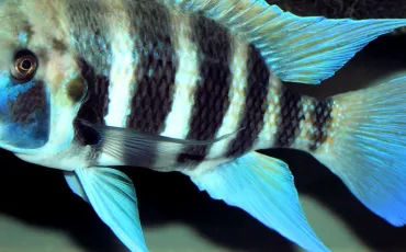 Quiz Aquariophilie