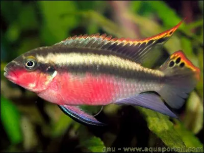 A l'état sauvage, ce poisson vit :