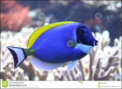Ce poisson est :