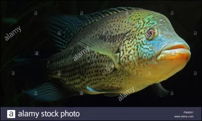 Ce poisson est :