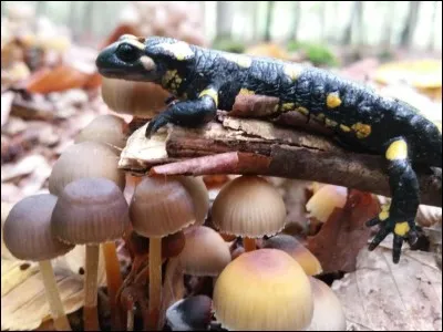Une salamandre peut peser plus de 40 kg !