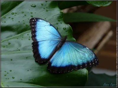 On trouve des morphos bleus sauvages d'Amazonie dans Paris !