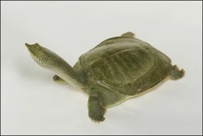 Le trionyx de Chine, une tortue à carapace molle, urine par l'une de ses pattes !