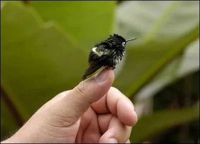 Le plus petit oiseau du monde est à peine plus gros qu'un bourdon !