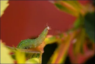 Je ne vous apprends sûrement rien en vous disant que les chenilles sont végétariennes, certaines font même de gros dégâts !