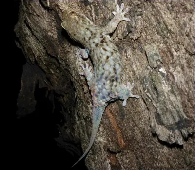 Certains lézards et geckos peuvent se séparer de leur queue pour échapper à un prédateur, mais celui de la photo fait encore plus fort, il peut se séparer de sa peau pour les mêmes raisons !