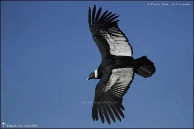 De tous les oiseaux, c'est le condor des Andes qui a la plus grande envergure !