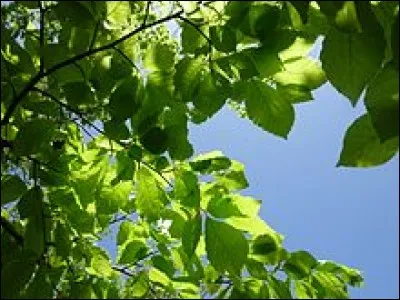 Aimes-tu la nature ?