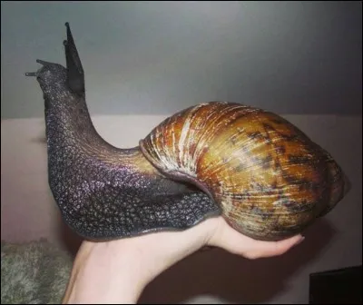 Donnez le nom de l'escargot mangeur d'escargot :