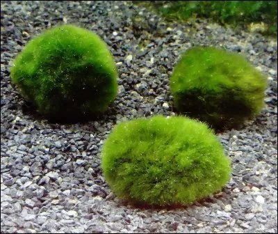 Je suis une plante boule vendue comme dé-nitratant en magasin (ce qui est faux) ; quel est mon nom ?