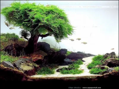 En aquascaping, qu'utilise-t-on pour fixer les plantes sur une racine ou un caillou ?