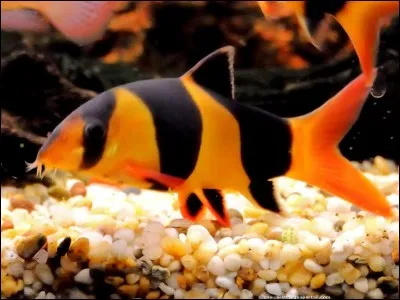 Le Botia Macracantha est un poisson grégaire qui a besoin de vivre à 5/ 6 individus ; de quel volume minimum ont-ils besoin ?