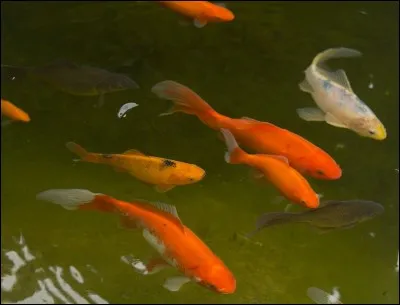 Combien de poissons rouges peut-on mettre dans 80 litres ?