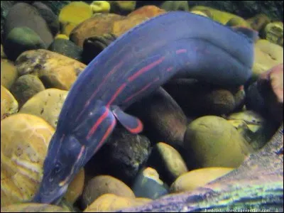 Voici un Mastacembelus Erytrotaenia ou Anguille épineuse à bandes rouges ; quelle est la taille adulte de ce poisson ?