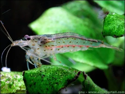 Quel est le nouveau nom de la crevette "Japonica" ?