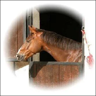 Quelles sont les prcautions a prendre pour aborder un cheval ?