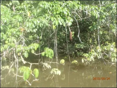 Diminution importante du sens gustatif !