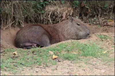 Plante poussant sur les ordures et les décombres, à fleurs rouges, autrefois on la cultivait, car on la pensait capable de guérir la rage !